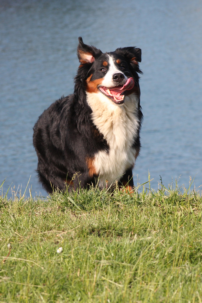 Hund Fotoshooting Donauinsel Wien