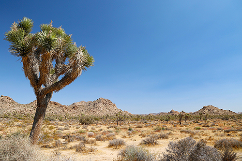 Joshuatree Nationalpark